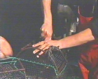 PESCA 42  GANADO